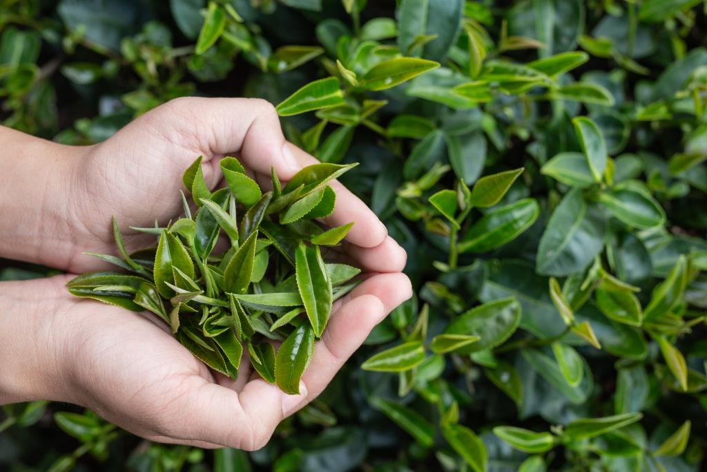 Daun teh Yunnan pilihan yang menjadi bahan baku CHAGEE Jakarta